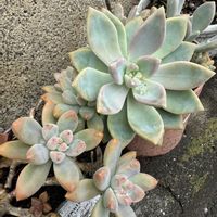 玉つづり,秋麗,桜月,多肉植物,タニラーの画像