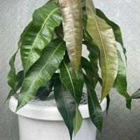 マンゴーの画像