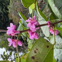 ハナズオウの画像