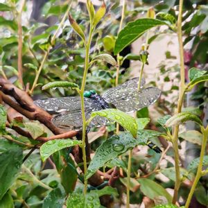 ヒメシャラ,オニヤンマ君,玄関アプローチの画像