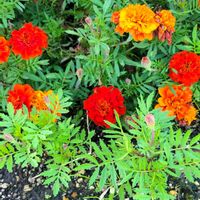 アサガオ,ニーレンベルギア,マリーゴールド,こぼれ種,北海道の画像