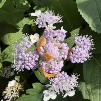 タマアジサイの画像