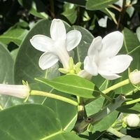 コキア,ニチニチソウ,ミレット,ランタナ,ビンカの画像