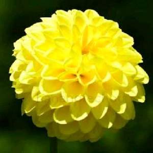 イエローパール