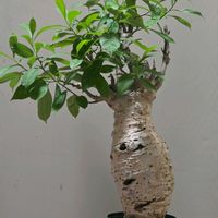 サボテン,バオバブ,塊根植物,トゲトゲ,山採りの画像