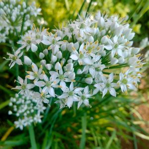 ニラ,食べられる,地植え,ガーデニング,白い花の画像