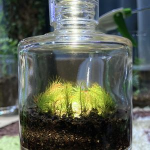 ホソバオキナゴケ,苔テラリウム,幻想的,ガラス容器,底から光の画像