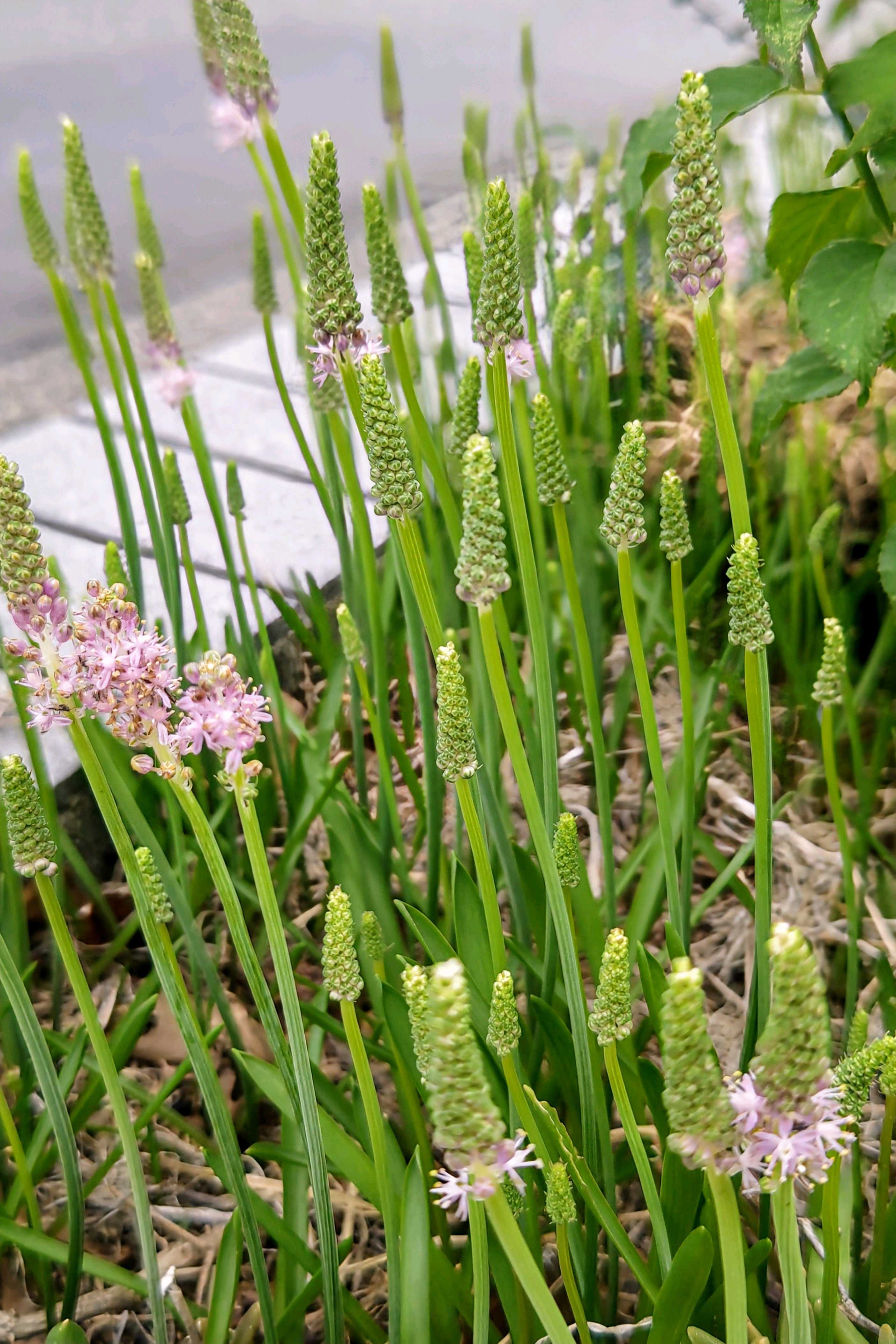No.675 散歩道の植物とお散歩ちゃん9月④2025/0916 サマーポインセチア