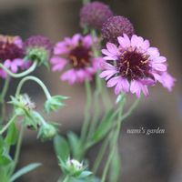 バーベナ,ヤブラン,ヒューケラ,宿根バーベナ,ガイラルディア グレープセンセーションの画像