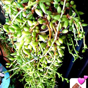 アーモンドネックレス,ハンキング,セネシオ属,植物男子ベランダー,ネックレスの画像