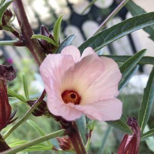 ローゼル,ハーブ,ハーブティー,種から,ハーブのある暮らしの画像