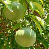オガタマノキ,柑橘,土曜はお空の発表会,姫路神社,ほんわか♥️ほんのりの画像