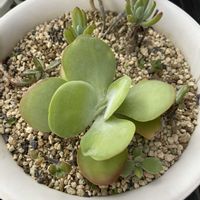 デザートローズ,唐印,ベランダの画像