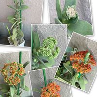 神刀,ホヤ・カルノーサ・コンパクタ,ホヤ・カルノーサ・コンパクタ,ゲッキツ, レディジアの画像