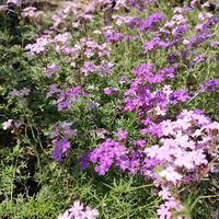 宿根バーベナ,マイガーデン,武器ではなく花を,花咲く乙女たち♡,庭の画像