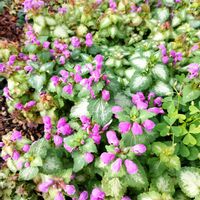 ラミウムの画像