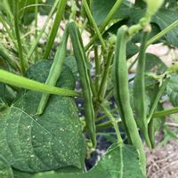 大豆,丹波大納言,福島県,家庭菜園の画像