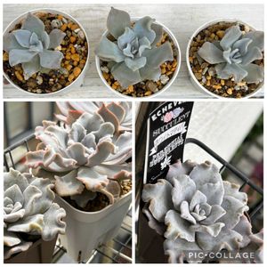 クリスペート　ビューティー,クリスペートビューティの葉挿しっ子,癒される,no green no life,多肉植物のある暮らしの画像