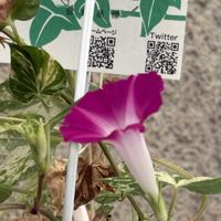 アサガオ,アサガオ,アサガオ,アサガオ,紅ちどりの画像