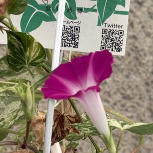 アサガオ,アサガオ,アサガオ,アサガオ,紅ちどりの画像