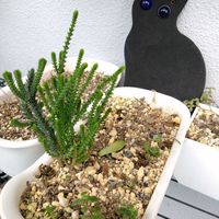 若緑,ムスコーサ,多肉植物,クラッスラ属,ナツ☀️ナツ☀️ナツの画像