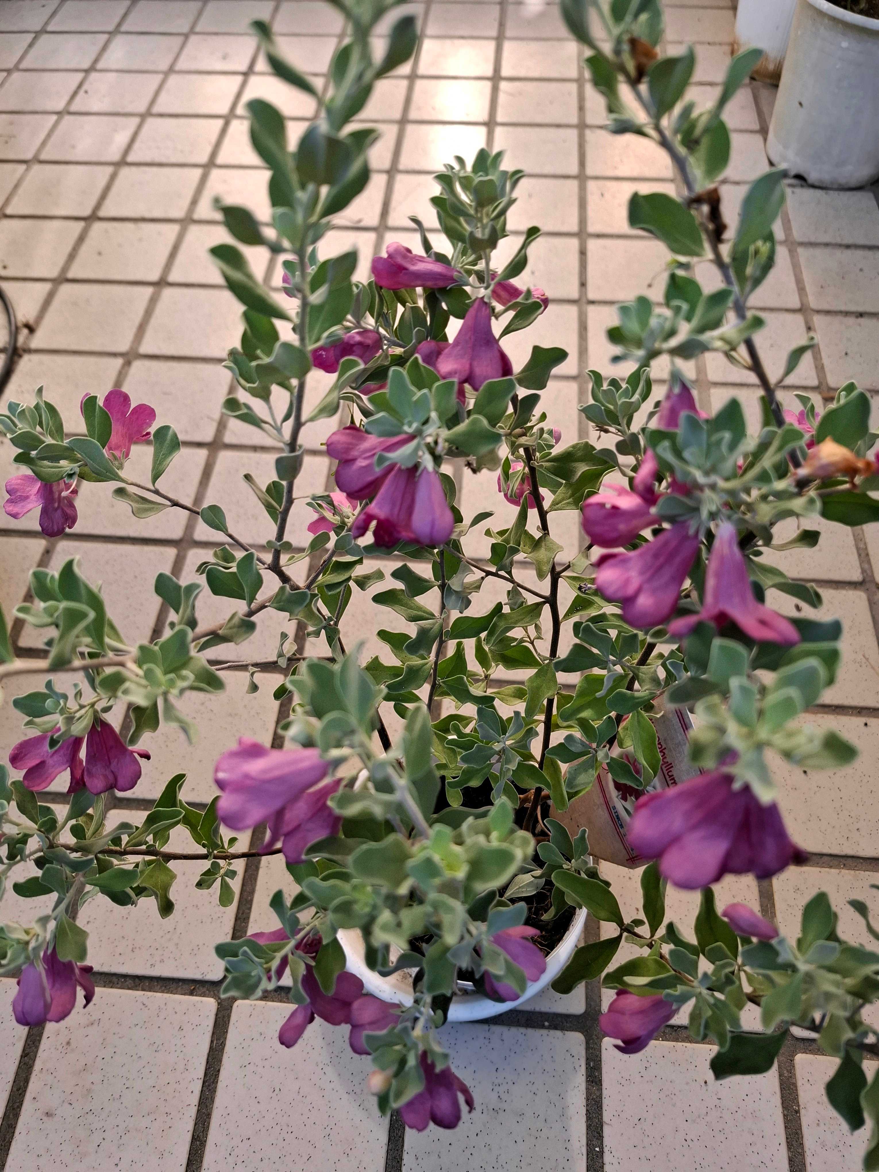 レウコフィルムのコラム一覧｜🍀GreenSnap（グリーンスナップ）