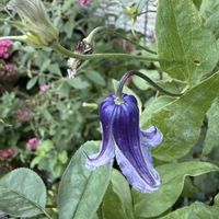 クレマチス ロウグチ,ガーデニング,フロントガーデン,秋の庭,宿根草♪の画像