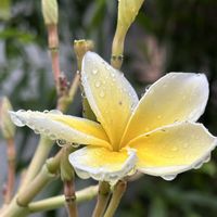 ネムノキ,プルメリア,プルメリア,ルリタマアザミ,オオカッコウアザミの画像