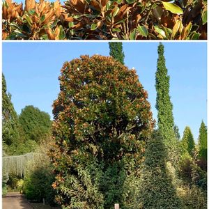 タイサンボク,紅葉,散歩道で,ゴルフ場の画像