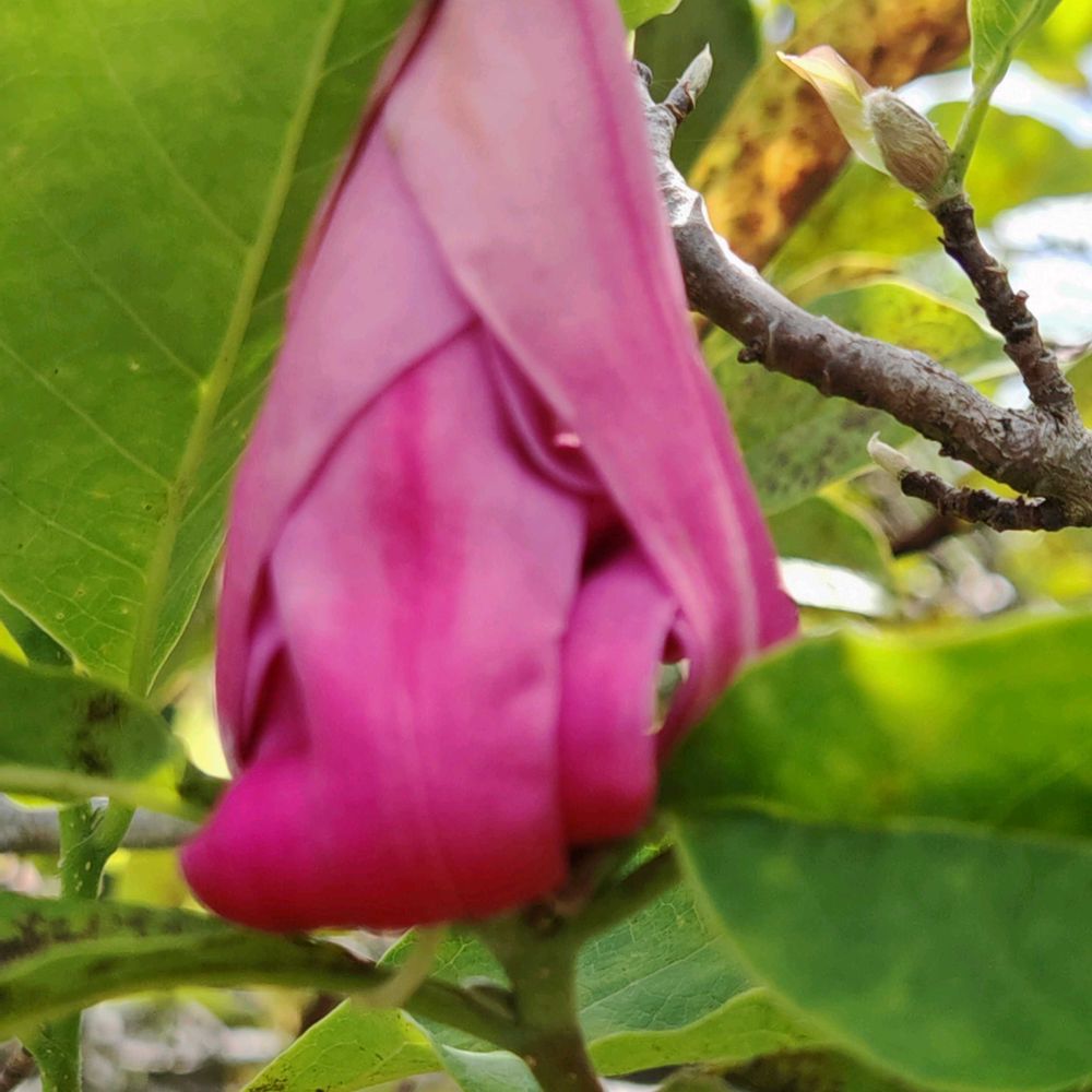 とりさんのアメリカ山公園への投稿