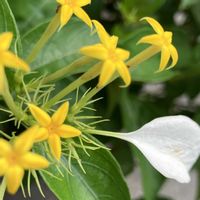 コンロンカ,コンロンカ,散歩道,癒される,瑞々しいの画像