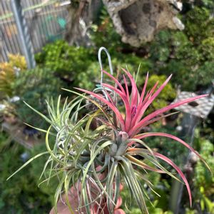 チランジア,流木,チランジア属,着生植物,珍奇植物の画像