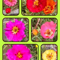 モロヘイヤ,モロヘイヤ,松葉ぼたん,松葉ぼたん,チマサンチユの画像