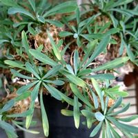 峨眉山,ユーフォルビア・峨眉山,スザンナエ,ユーフォルビア スザンナエ,ユーフォルビアの画像