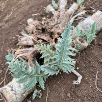 アーティチョーク,アーティチョーク,西洋アサガオ,アサガオスプリットペダル,アサガオスプリットペダルの画像