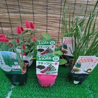 キャッツテール メメ,わけぎ,サントリーフラワーズ,20日わけぎ,ねばニラの画像