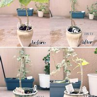 ウンベラータ,成長記録,成長中,陶器鉢, ウンベラータの画像