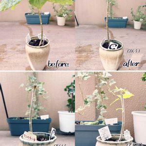 ウンベラータ,成長記録,成長中,陶器鉢, ウンベラータの画像