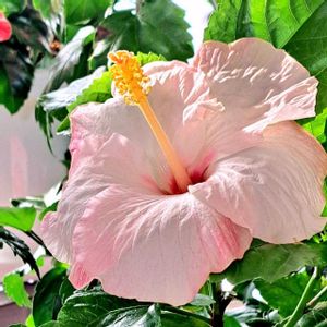 ハイビスカス,ハイビスカス リオ,ハイビスカス ピンクバタフライ,ハイビスカス　ピーチファンデ,ハイビスカス　ピーチファンデの画像