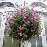 ゴンフレナ・ラブラブラブ,ハンキング,PW,PWプルーブンウィナーズ,ハンギングボールの画像