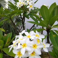 プルメリア,南国の花,出かけ先の画像