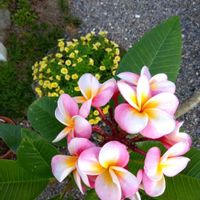 プルメリア,プルメリア,プルメリア,モモ,マンゴーの画像