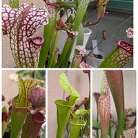 サラセニア・フラバ,サラセニア　ジュディスヒンドル,サラセニア ジュサティップソーパー,サラセニア ミシシッピ,観葉植物の画像