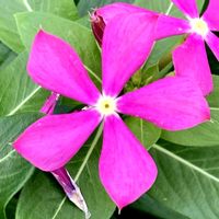 ニチニチソウ,お出かけ先にての画像