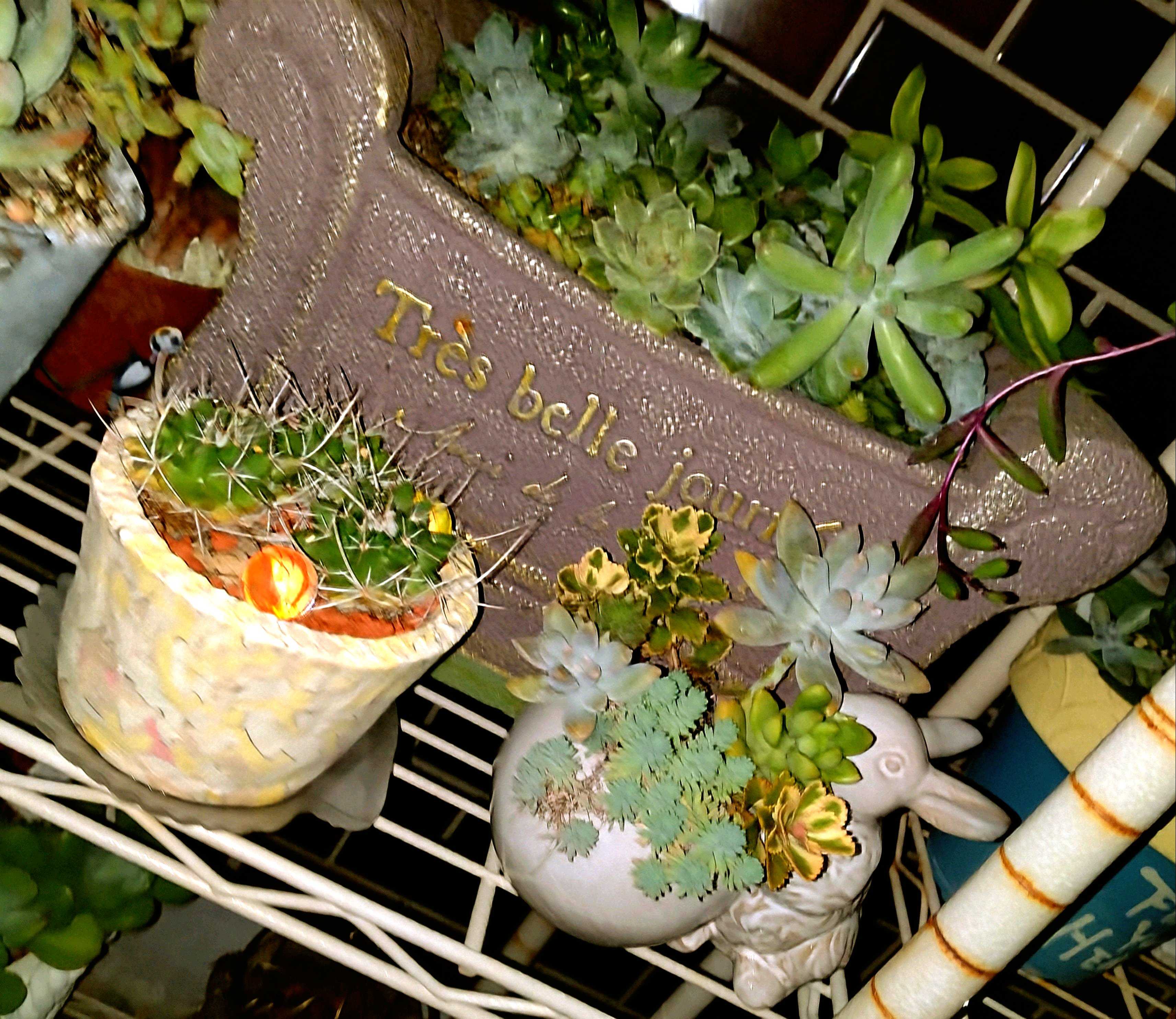 アガベ 華厳の一覧｜🍀GreenSnap（グリーンスナップ）