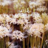 ヒガンバナ,ヒガンバナ(彼岸花),シロバナマンジュシャゲ(白花曼珠沙華),山野草,耐寒性宿根草の画像