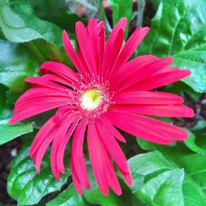 蕾付き‼️ 台湾ナツメ蜜棗 ，インドナツメ 接ぎ木苗 蕾付き