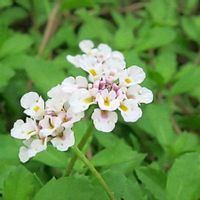 イワダレソウ,小さな花,山野草,野草,白い花の画像