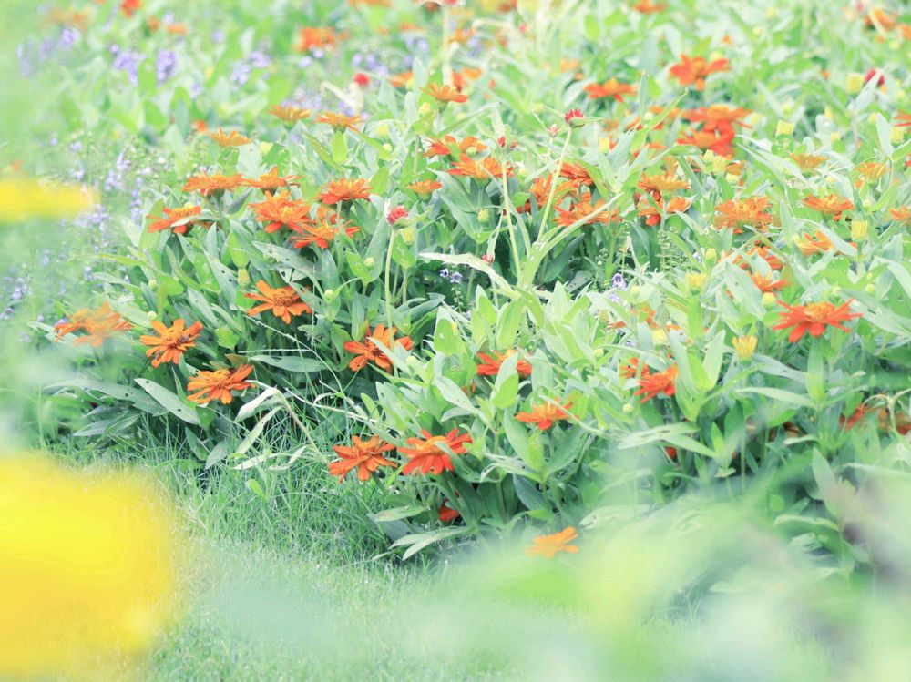 ちゃみさんの里山ガーデン（大花壇）への投稿