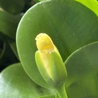 ウォーターポピー,ウォーターポピー（ミズゲナシ）,ウォーターポピーの蕾,ウォーターポピーの花,水生植物の画像